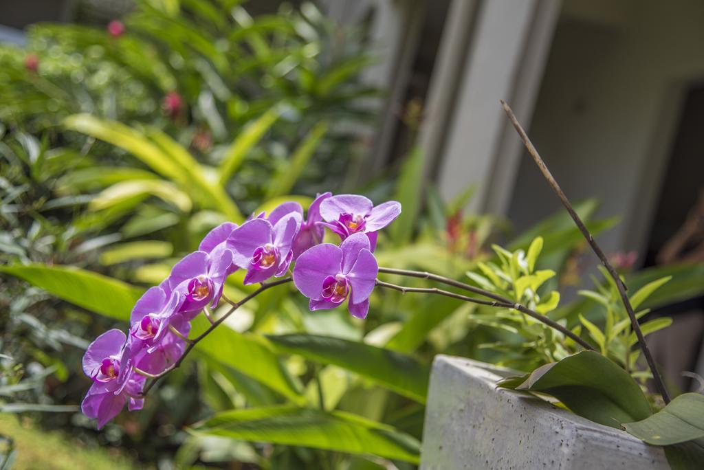 La Pagerie - Tropical Garden Hotel Les Trois-Ilets Luaran gambar